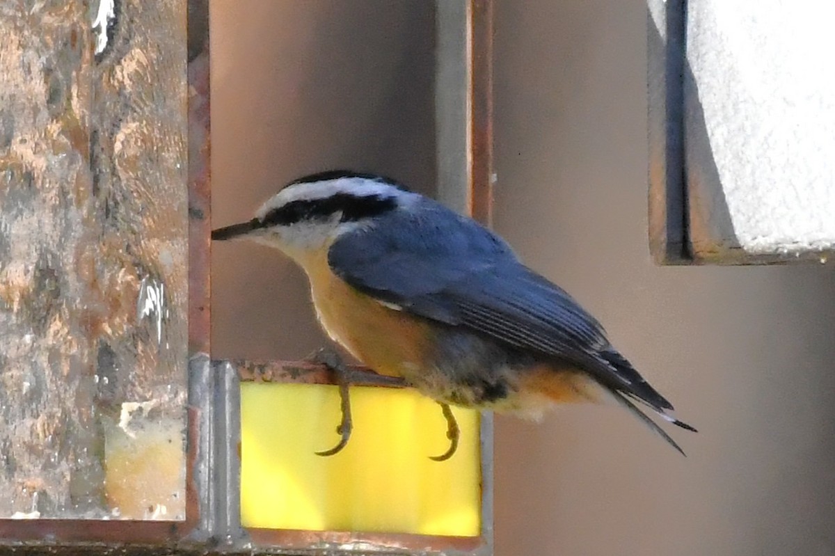 Red-breasted Nuthatch - ML644720665