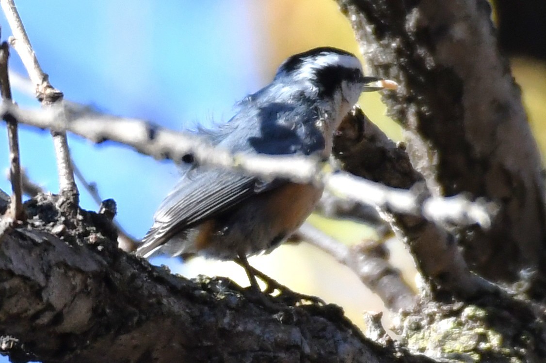 Red-breasted Nuthatch - ML644720666