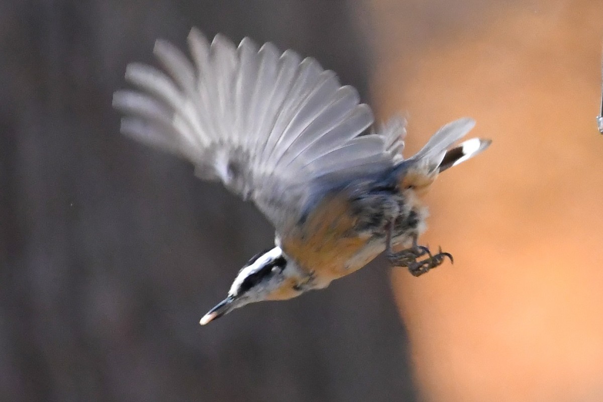 Red-breasted Nuthatch - ML644720667