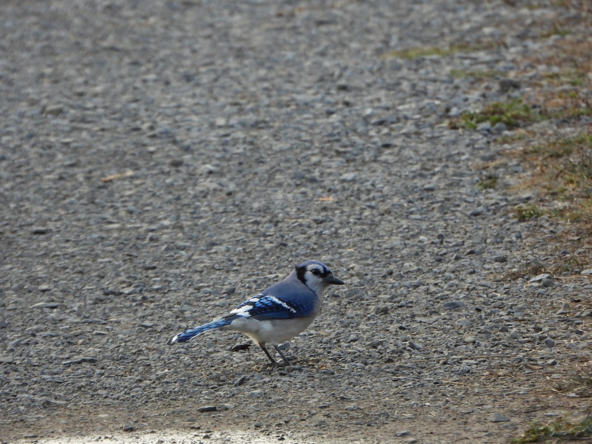 Blue Jay - ML644720669