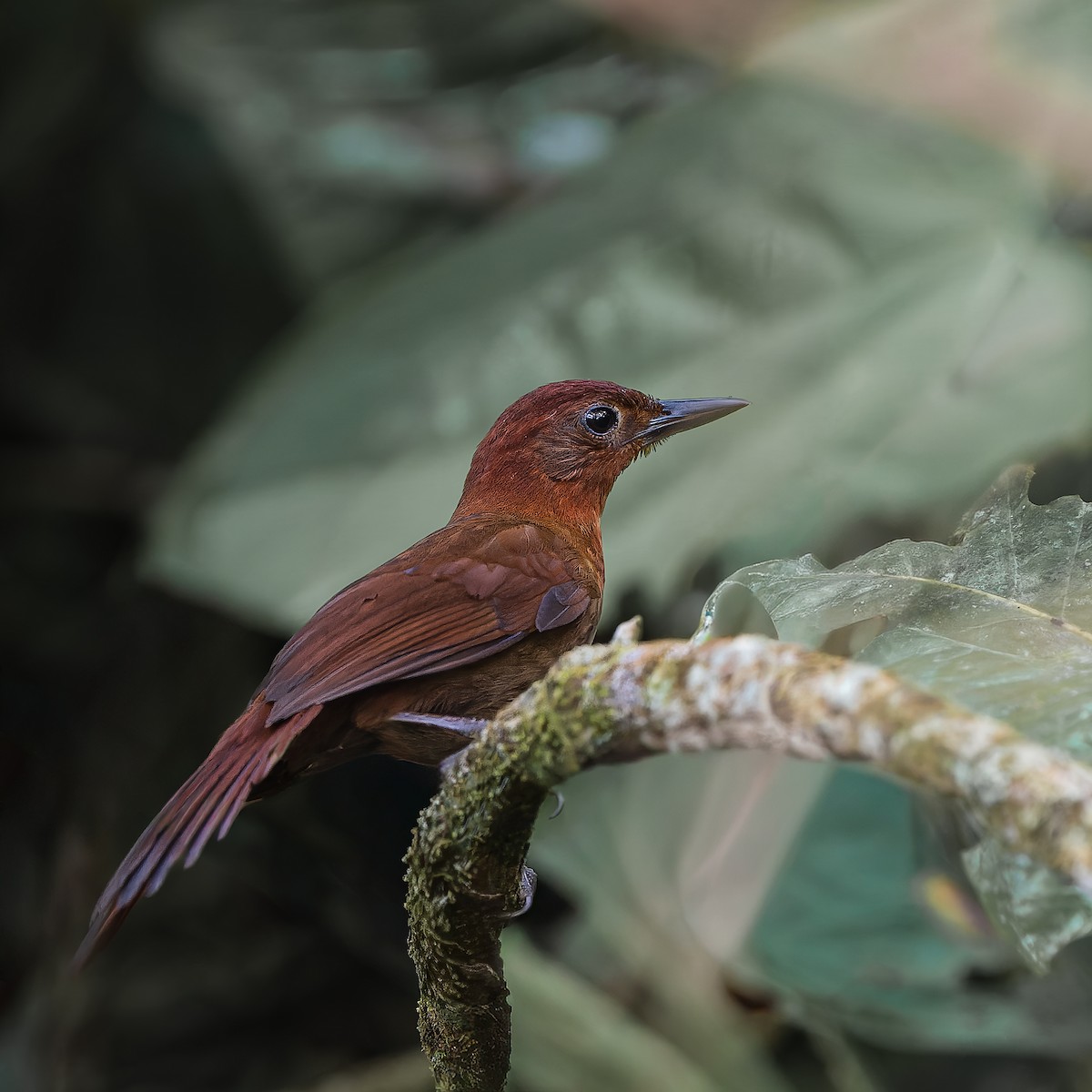 Ruddy Foliage-gleaner - ML644720670