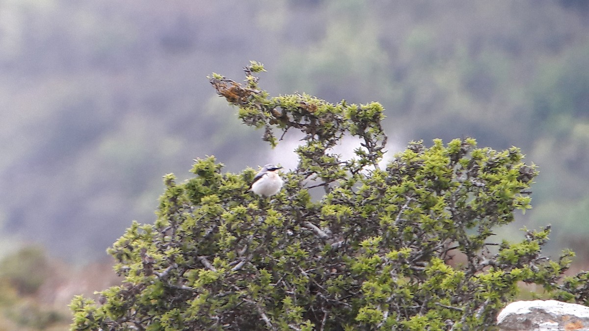 ハシグロヒタキ - ML644720671