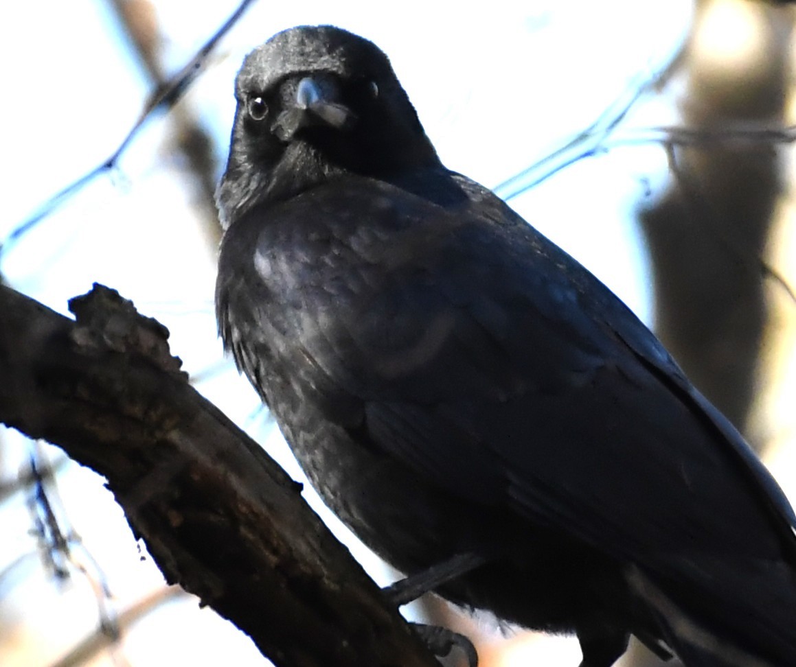 American Crow - ML644720717