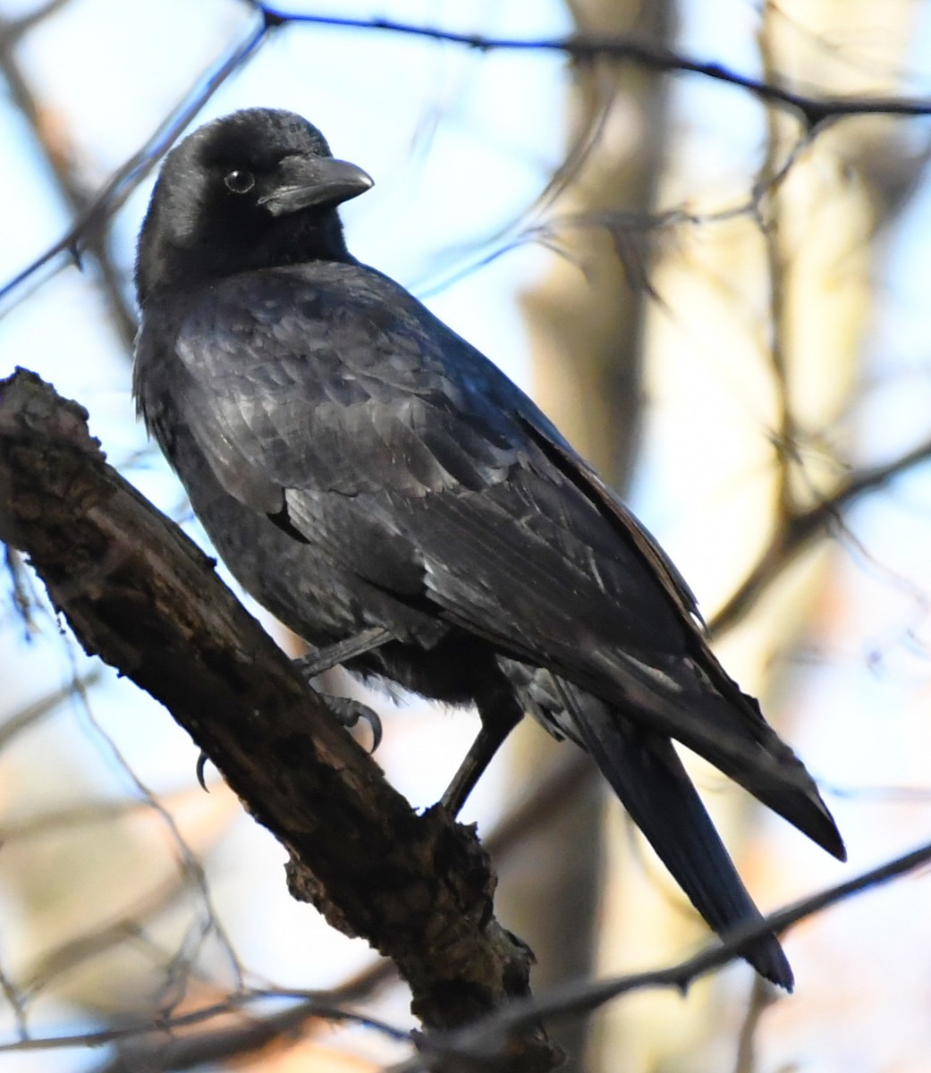 American Crow - ML644720718