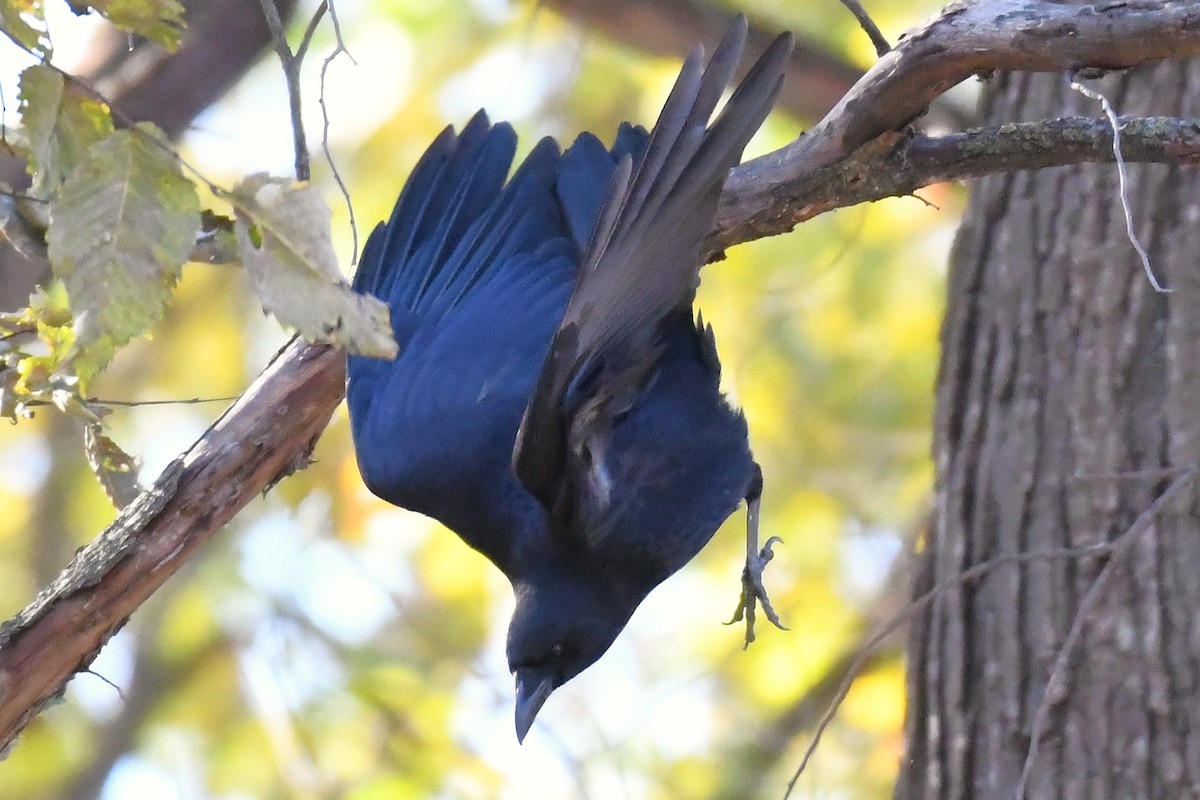 American Crow - ML644720719