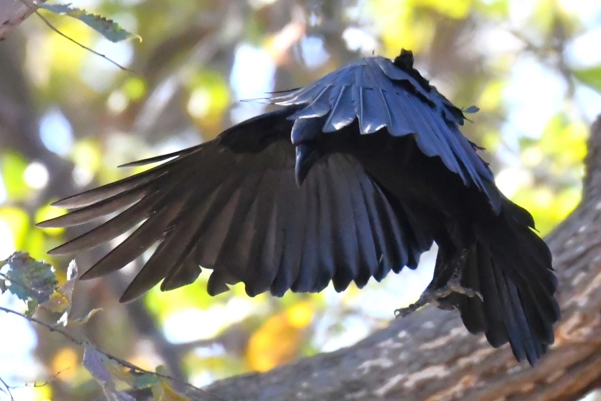 American Crow - ML644720720