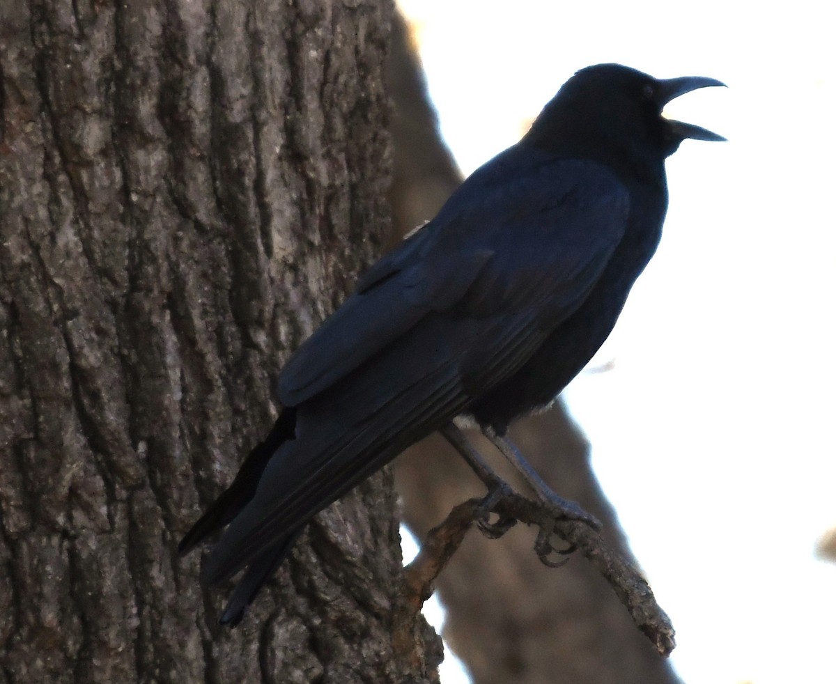American Crow - ML644720721