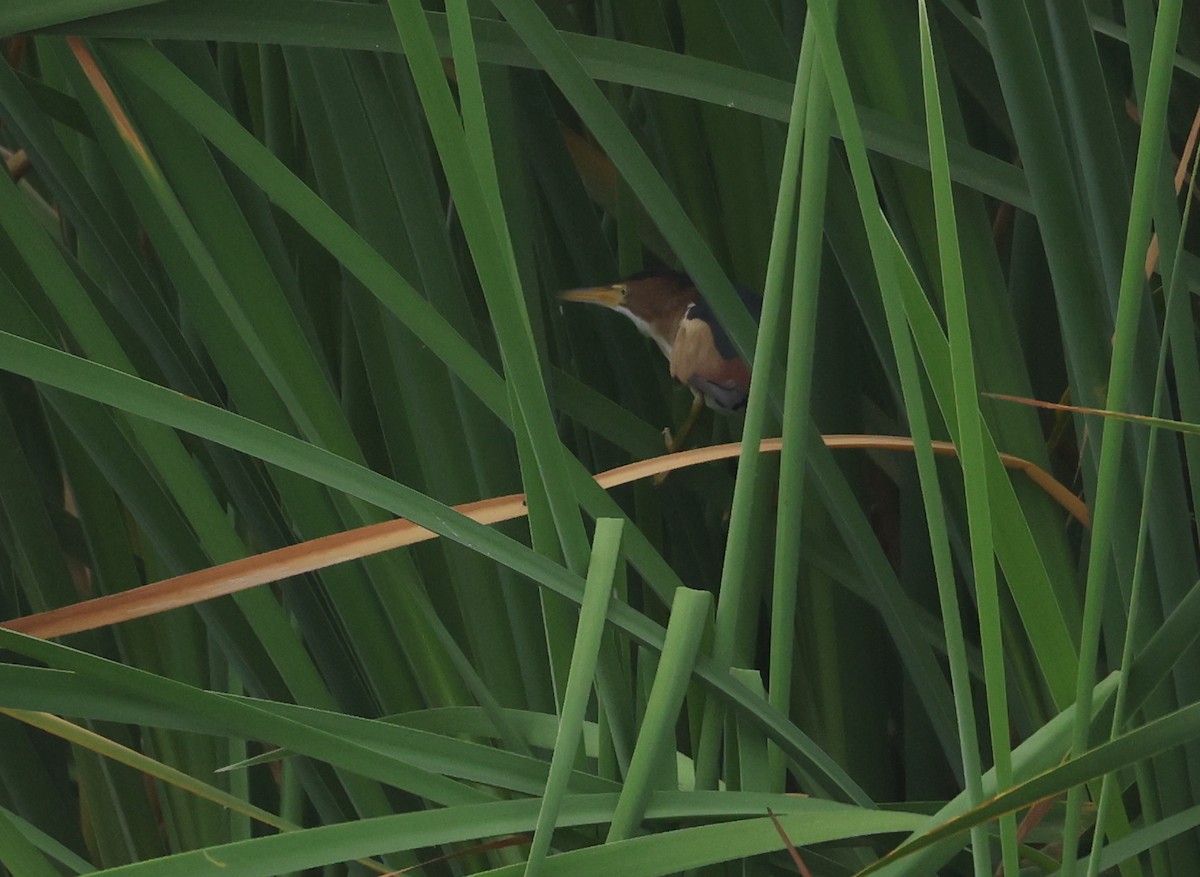 コヨシゴイ - ML644720723