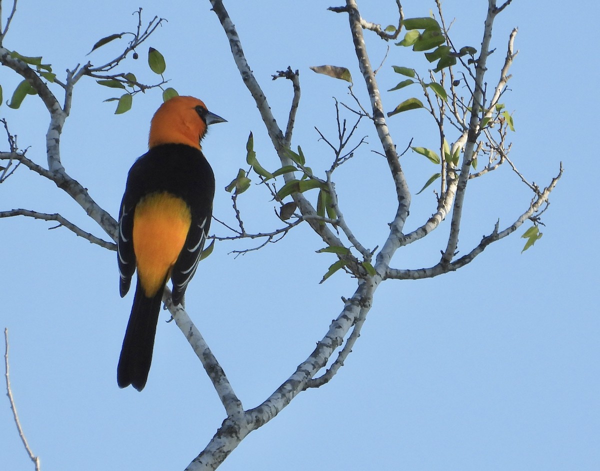 Altamira Oriole - ML644720724