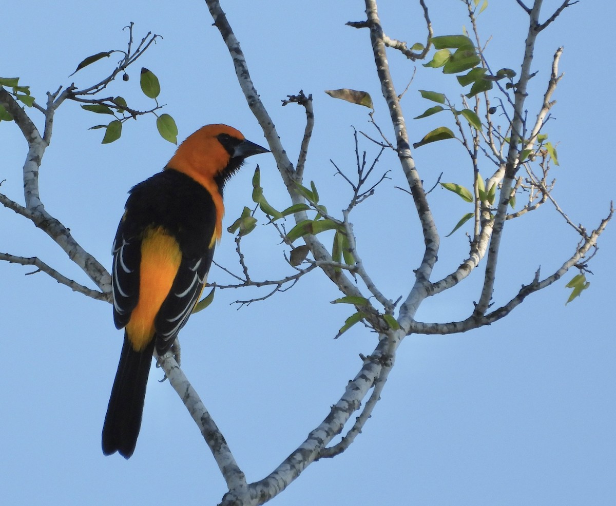 Altamira Oriole - ML644720725