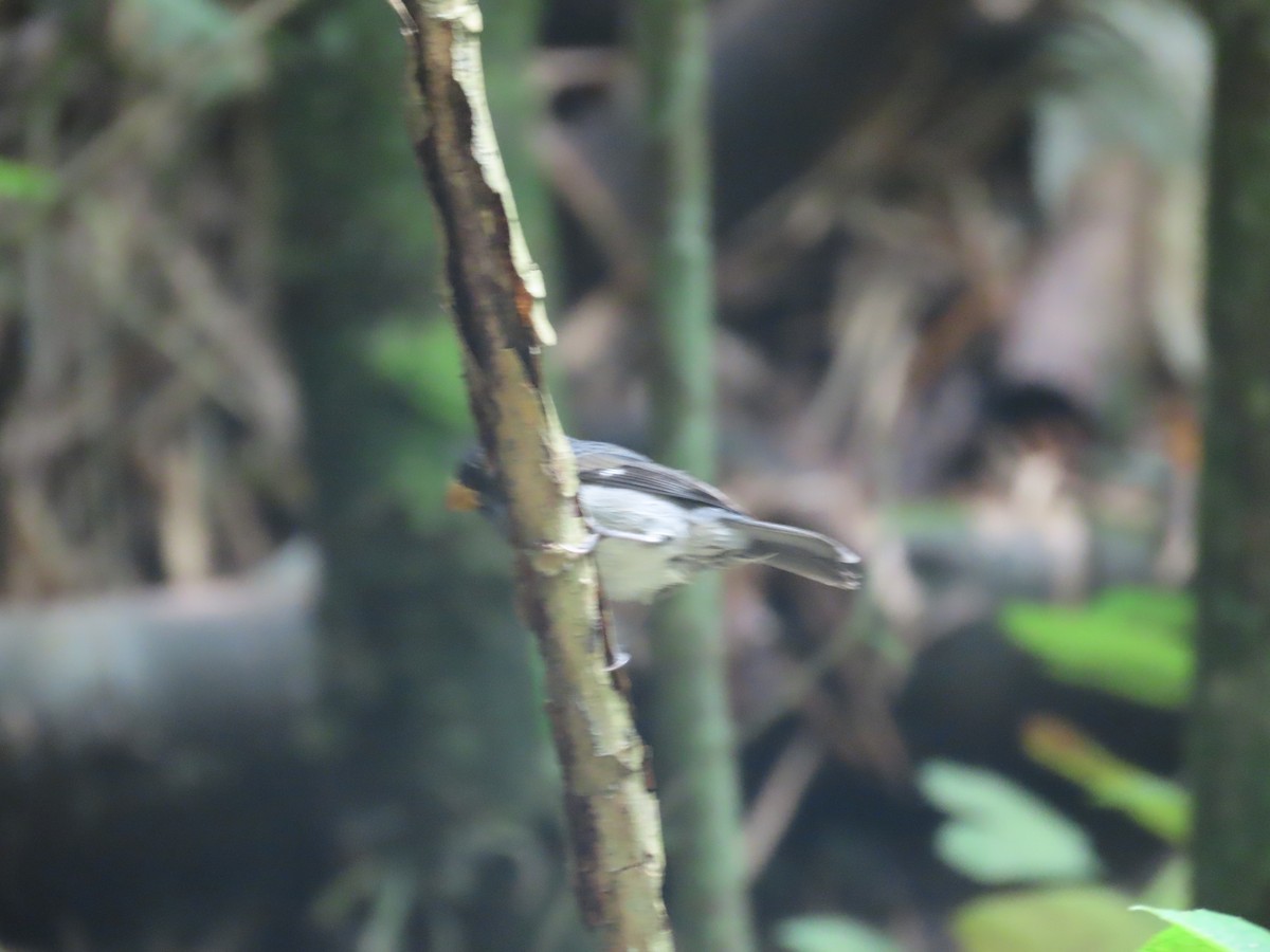 Gray Seedeater - ML644720726