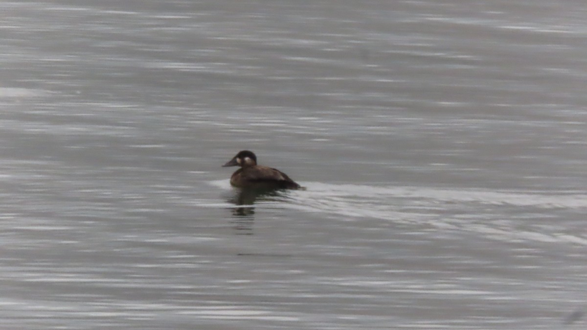 Surf Scoter - ML644720735