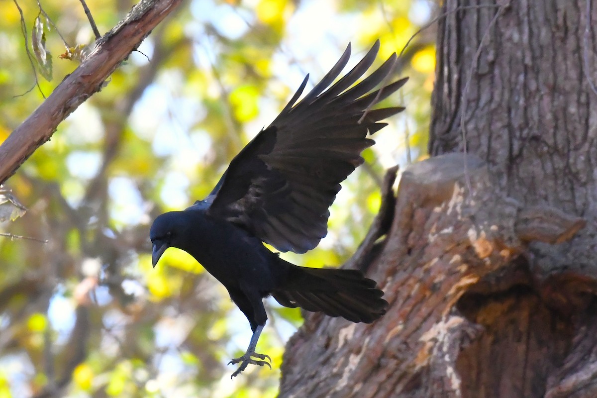 American Crow - ML644720740