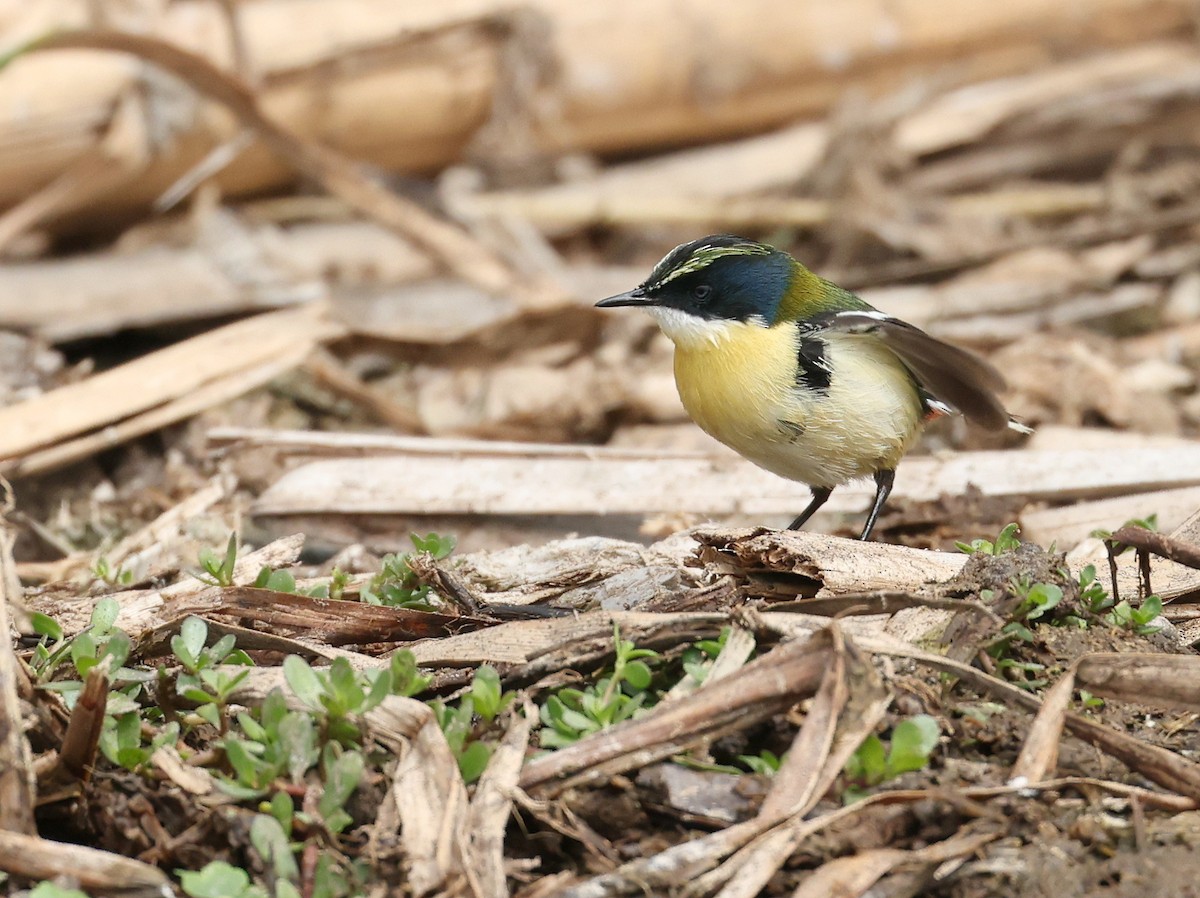 Many-colored Rush Tyrant - ML644720747