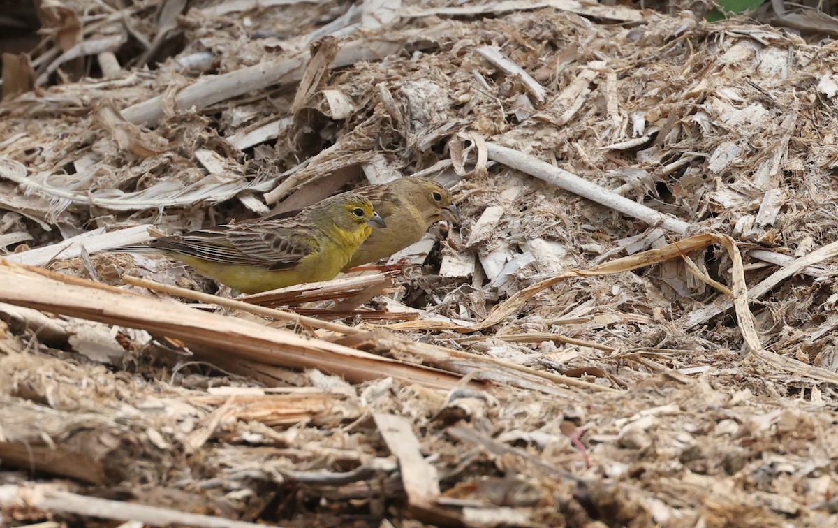 Kurzschnabel-Gilbtangare - ML644720749