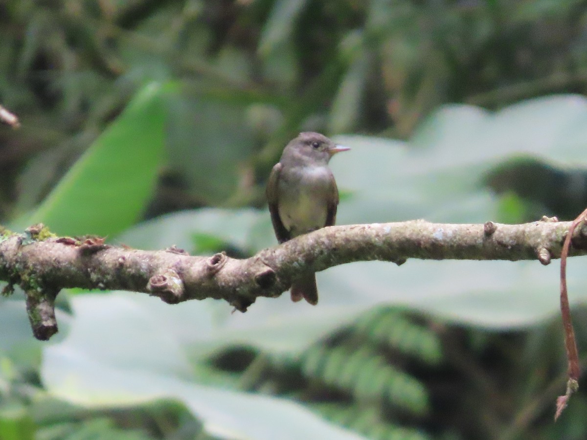 pewee sp. (Contopus sp.) - ML644720755