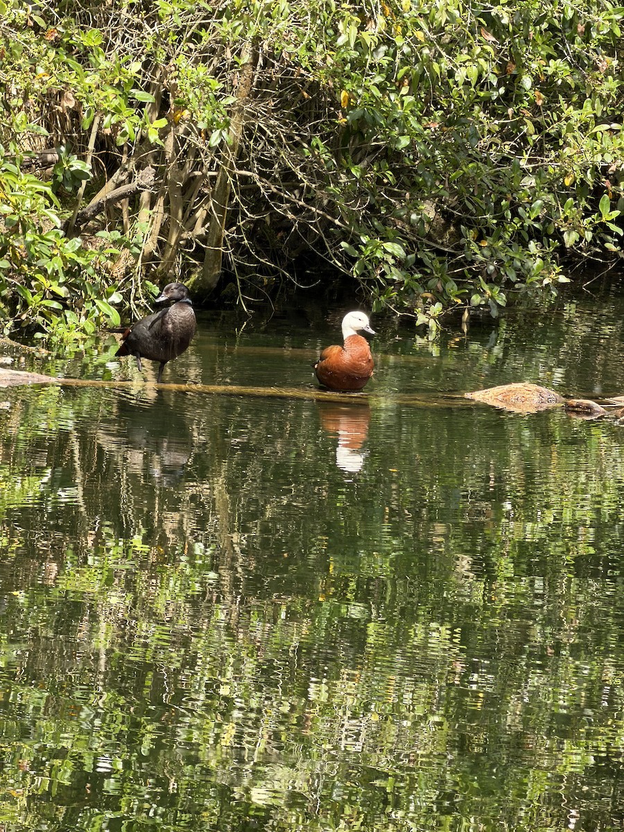 クロアカツクシガモ - ML644720772