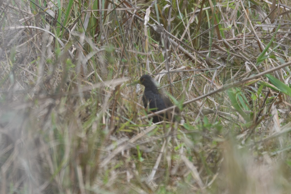 Râle noirâtre - ML644720773