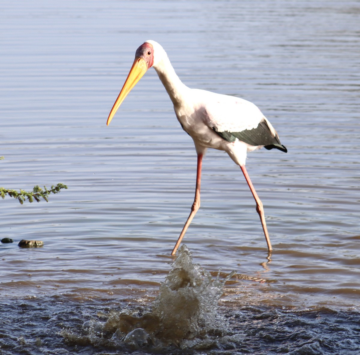 nesyt africký - ML644720778