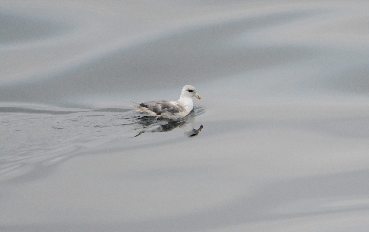 フルマカモメ - ML644720786