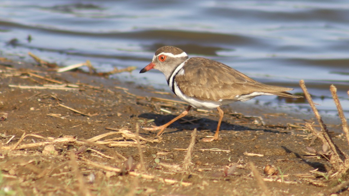Pluvier à triple collier - ML644720787