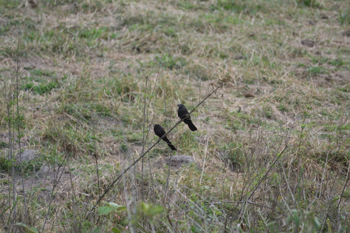 Düz Gagalı Ani - ML644720791