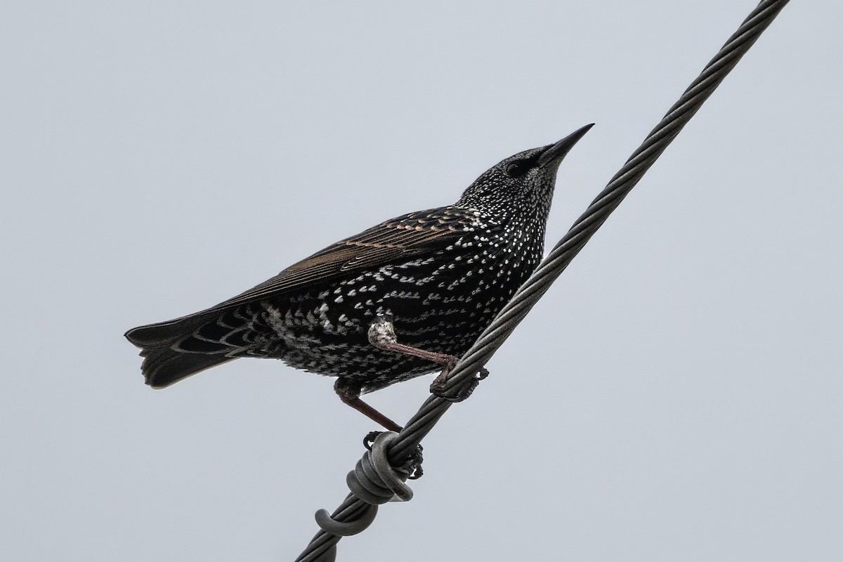 זרזיר מצוי - ML644720792