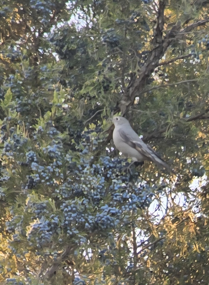 Townsend's Solitaire - ML644720794