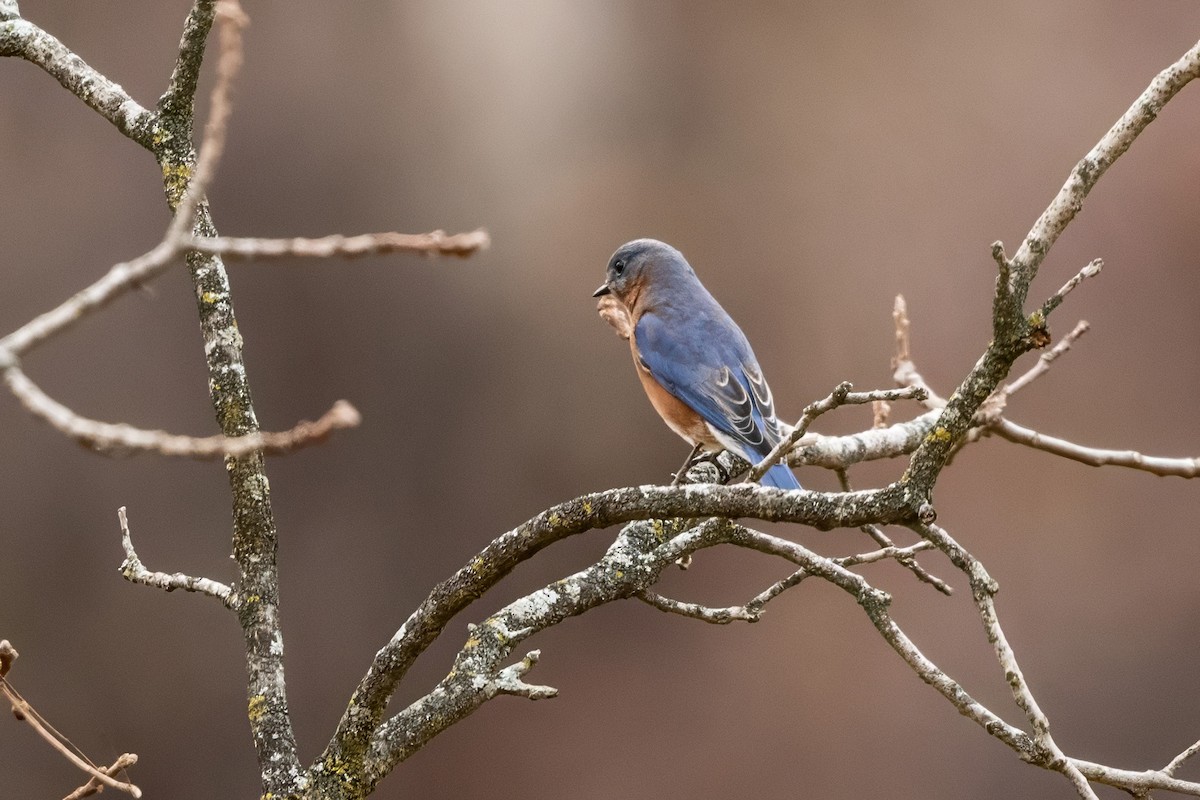 Eastern Bluebird - ML644720815