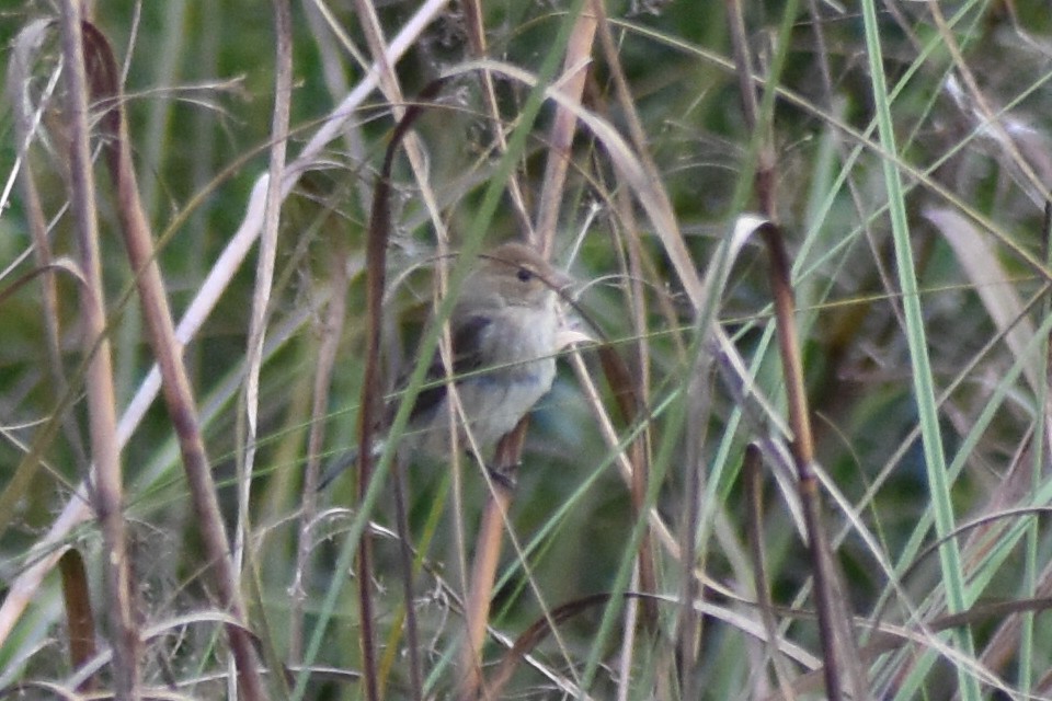 indigospurv - ML644720824