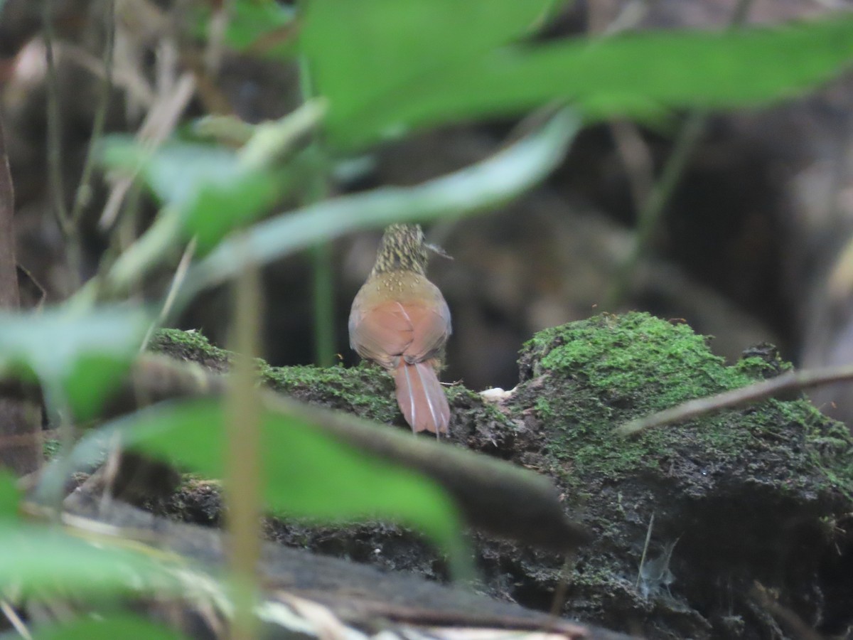 Cocoa Woodcreeper - ML644720827