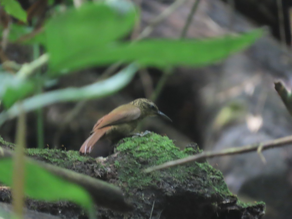 Cocoa Woodcreeper - ML644720829