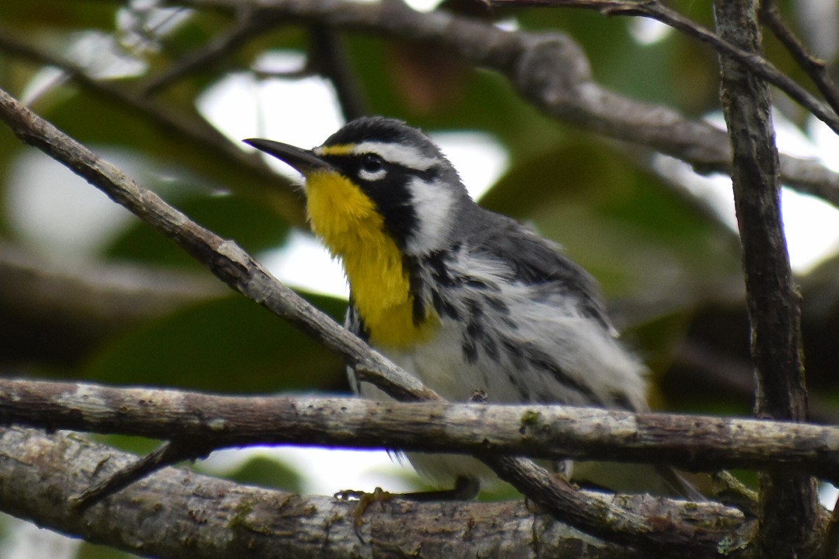 gulstrupeparula - ML644720833