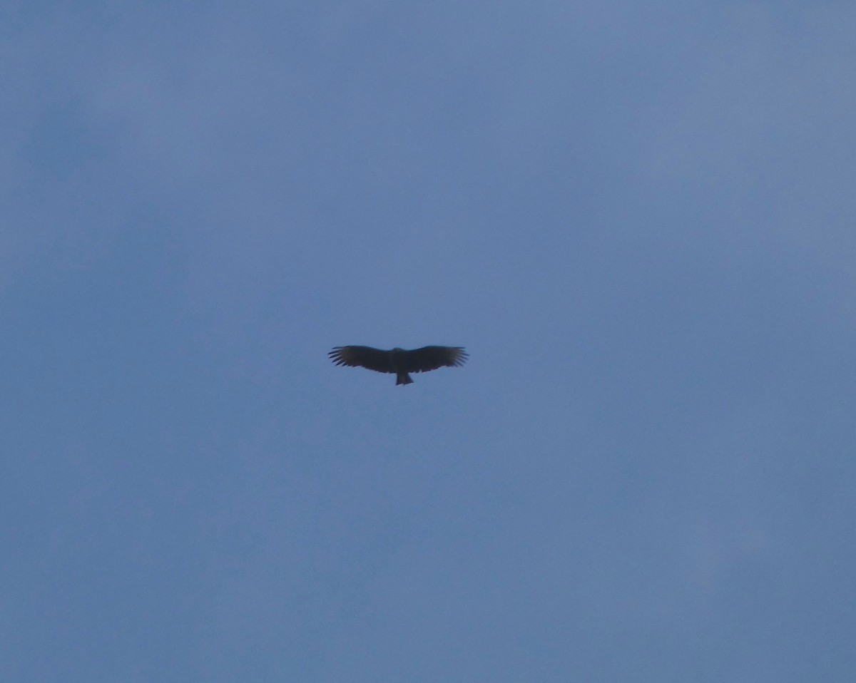 Black Vulture - ML644720842