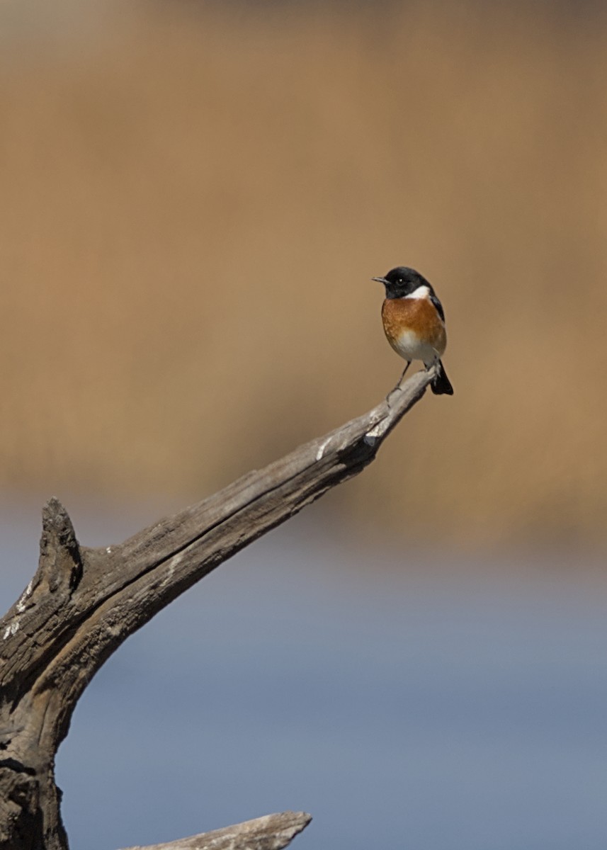 African Stonechat (African) - ML644720851