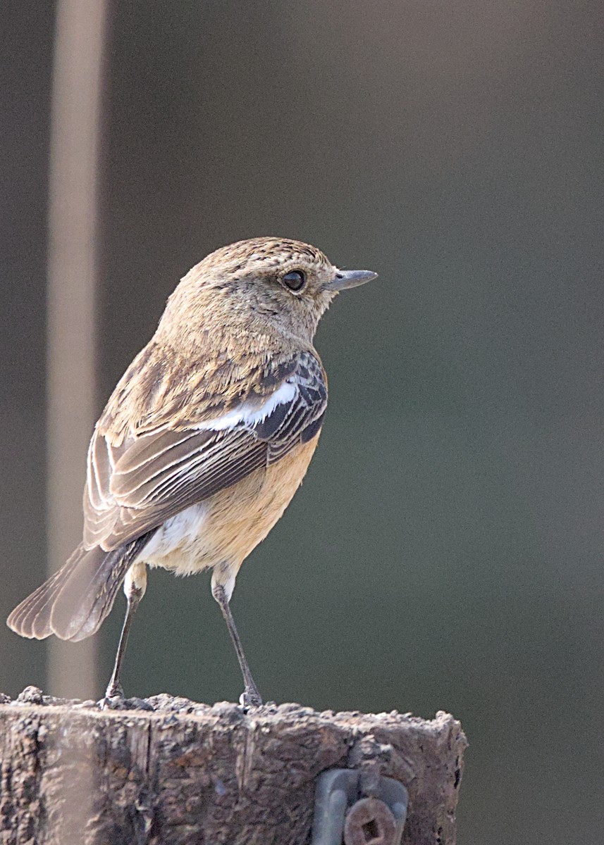 African Stonechat (African) - ML644720852