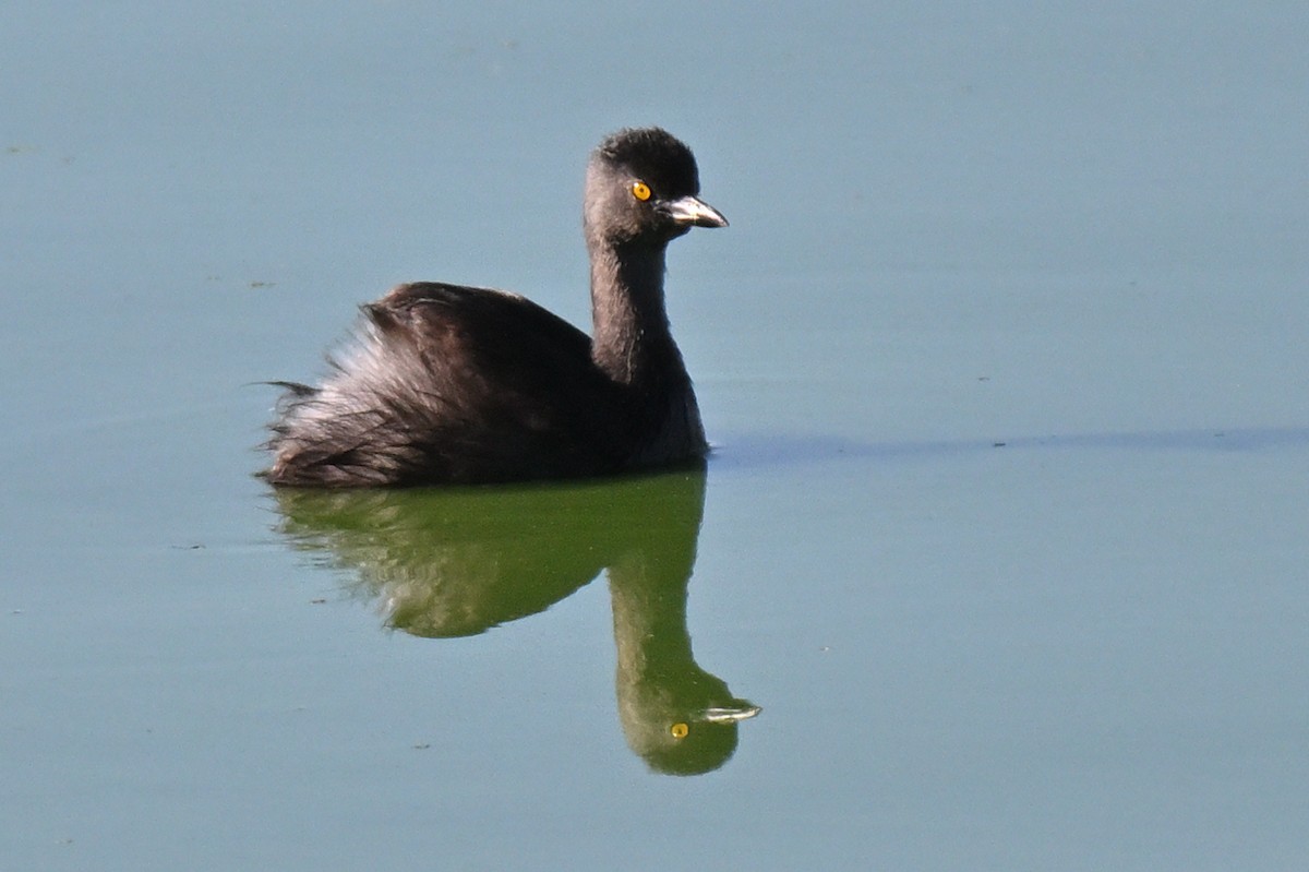 Least Grebe - ML644720860