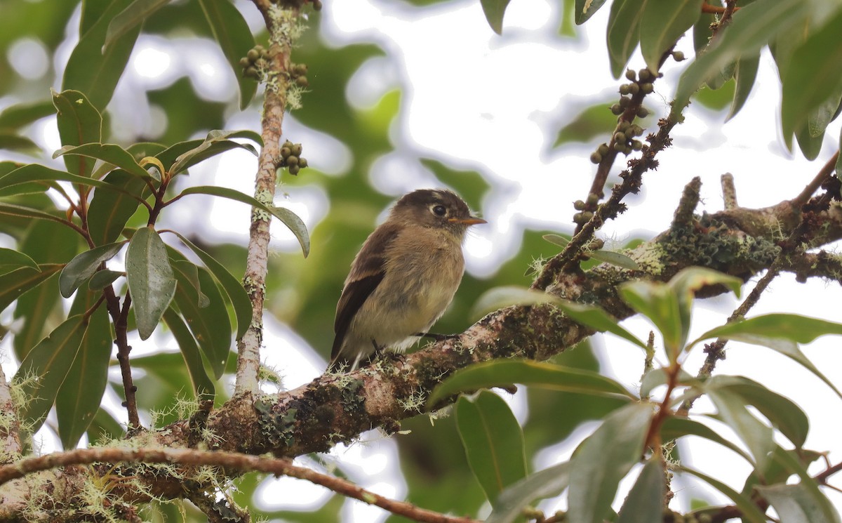 Schwarzkappen-Schnäppertyrann - ML644720864