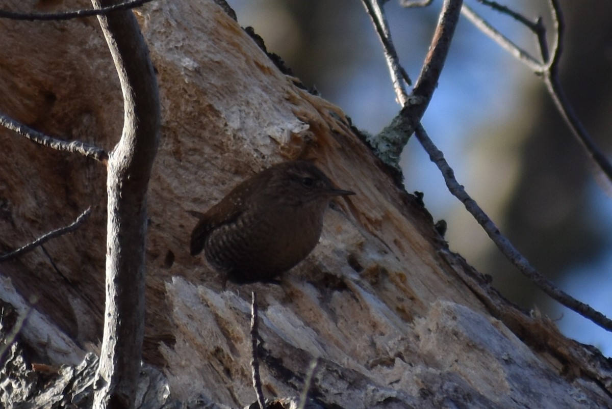 フユミソサザイ - ML644720871