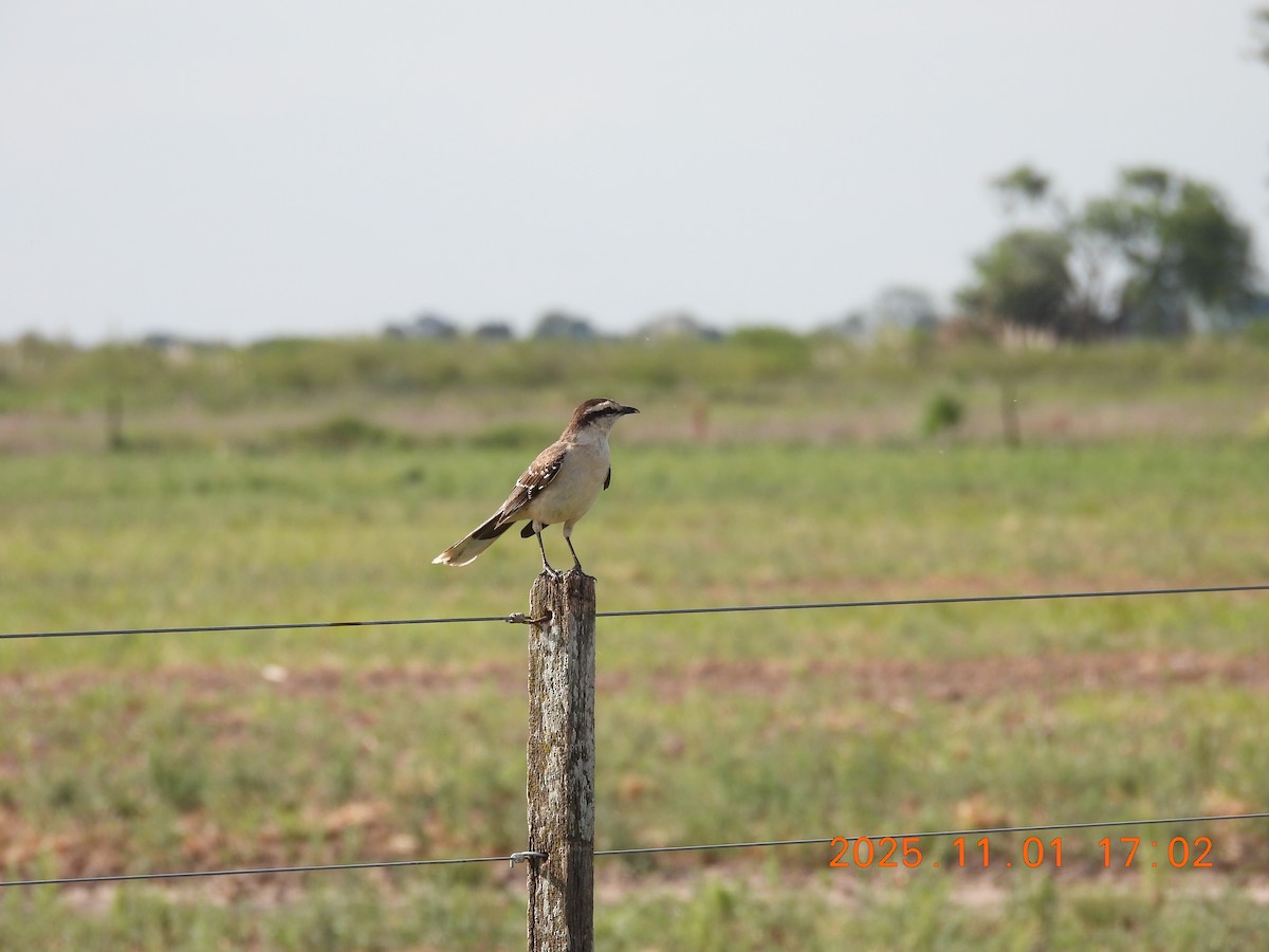 Kampo Taklitçisi - ML644720879