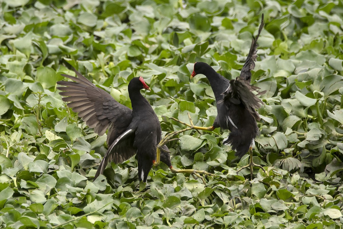 アメリカバン - ML644720881