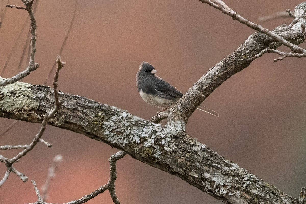 יונקו כהה-עין - ML644720890