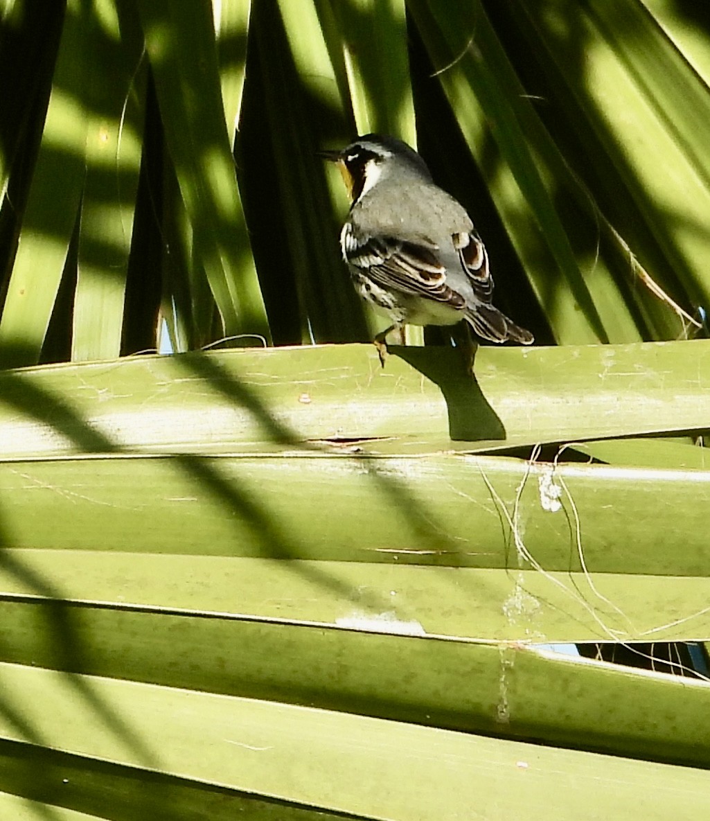 Goldkehl-Waldsänger - ML644720898