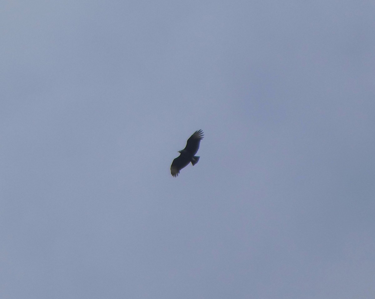 Black Vulture - ML644720907