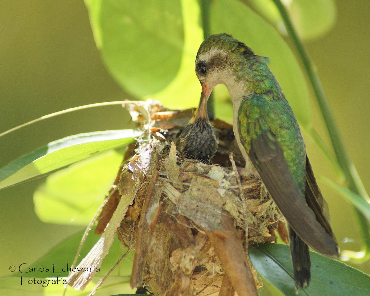 Canivet's Emerald - ML64472091