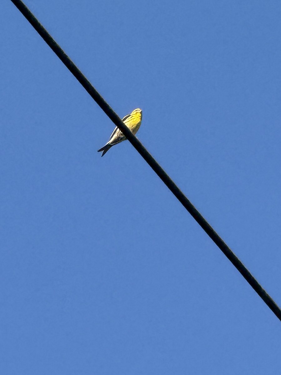 European Serin - ML644720924