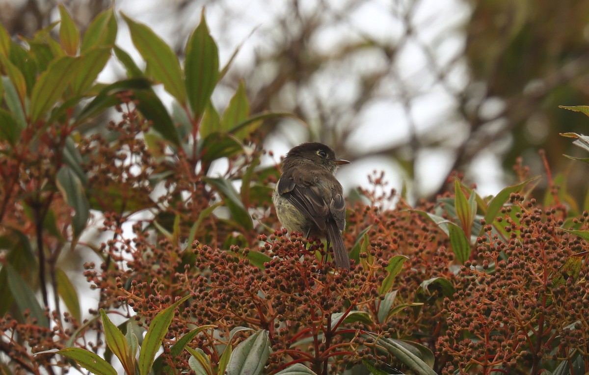 Schwarzkappen-Schnäppertyrann - ML644720931