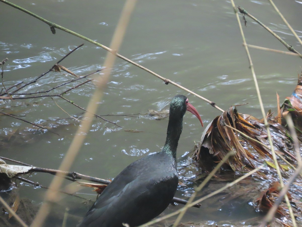 Bare-faced Ibis - ML644720932