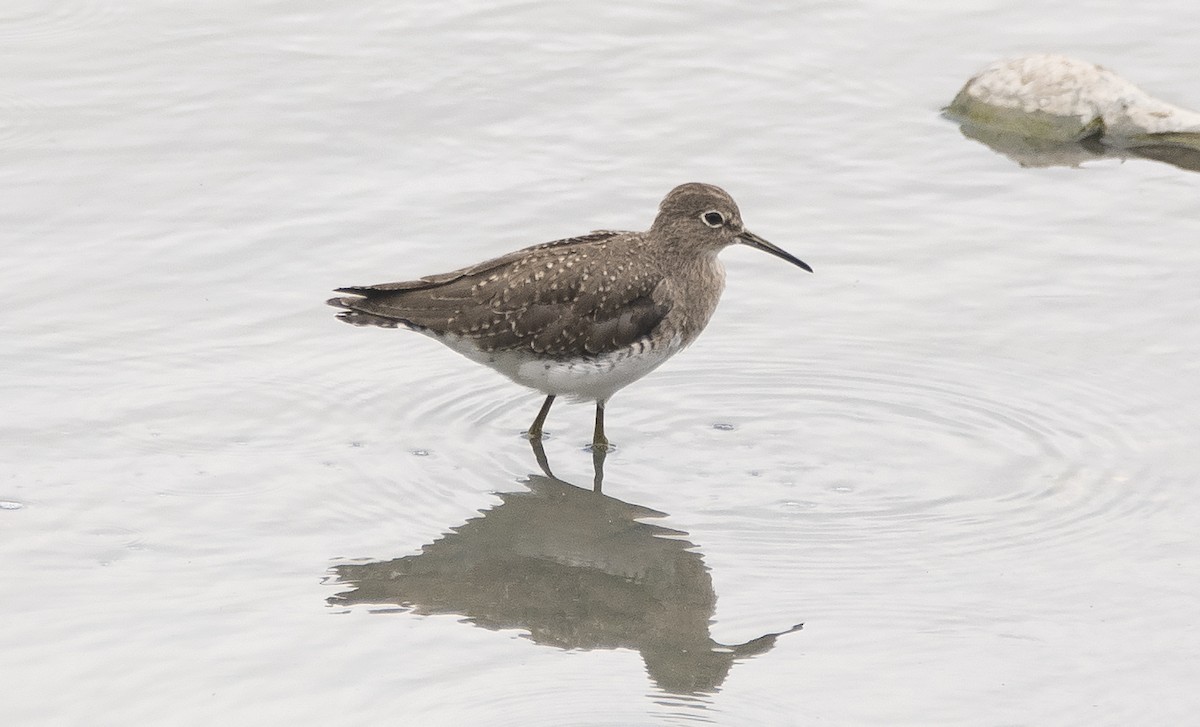 Solitary Sandpiper - ML644720935