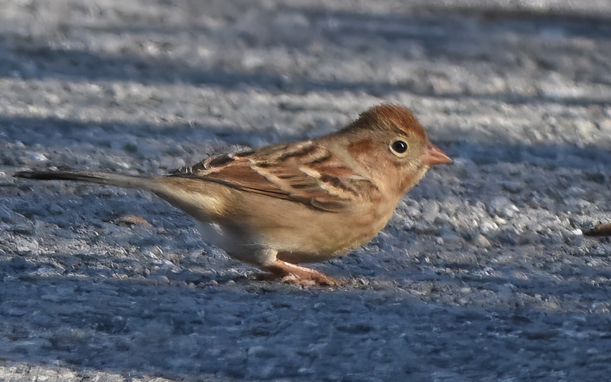 Field Sparrow - ML644720936